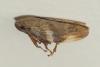Aphrophora alni